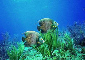 環(huán)境影響評(píng)價(jià)、排污許可證、應(yīng)急預(yù)案